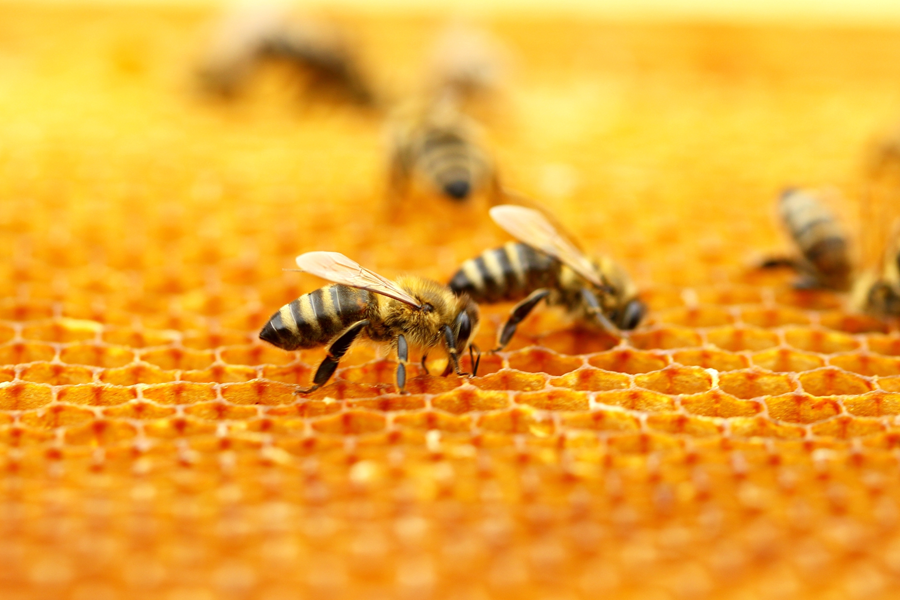 Cera de abeja SANNICOLÀS